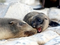 Galápagos Sea Lion