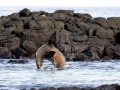 Galápagos Sea Lion
