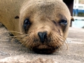 Galápagos Sea Lion