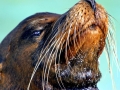 Galápagos Sea Lion
