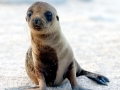 Galápagos Sea Lion