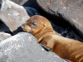 babysealion1.jpg