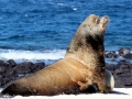 Galápagos Sea Lion