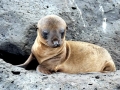 Galápagos Sea Lion