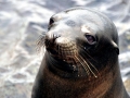 Galápagos Sea Lion