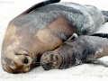 Galápagos Sea Lion