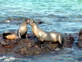 Galápagos Sea Lion