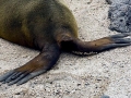Galápagos Sea Lion