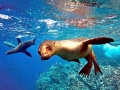 Galápagos Sea Lion