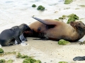 Galápagos Sea Lion