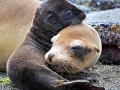 Galápagos Sea Lion