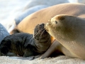 Galápagos Sea Lion