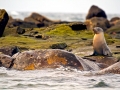 Galápagos Sea Lion