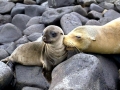 Galápagos Sea Lion