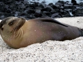 Galápagos Sea Lion