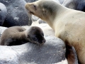 Galápagos Sea Lion