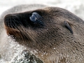 Galápagos Sea Lion