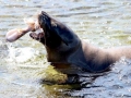 Galápagos Sea Lion