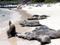 Galápagos Sea Lion