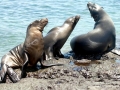Galápagos Sea Lion