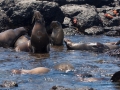 Galápagos Sea Lion