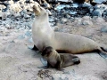 Galápagos Sea Lion