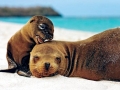 Galápagos Sea Lion