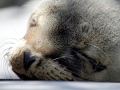 Galápagos Sea Lion