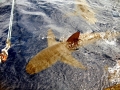 Galápagos Shark