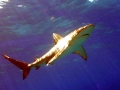 Galápagos Shark