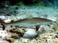 Galápagos Shark