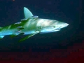 Galápagos Shark
