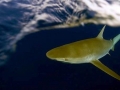 Galápagos Shark