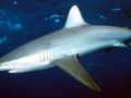 Galápagos Shark