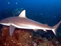 Galápagos Shark