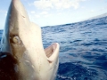 Galápagos Shark