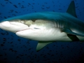 Galápagos Shark