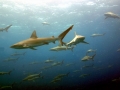 Galápagos Shark
