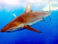 Galápagos Shark