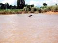 Ganges River Dolphin