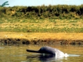 Ganges River Dolphin