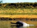 Ganges River Dolphin