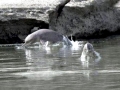 Ganges River Dolphin