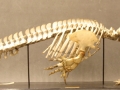 Ganges River Dolphin