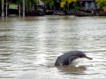 Ganges River Dolphin