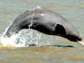 Ganges River Dolphin