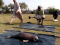 Ganges River Dolphin