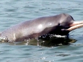 Ganges River Dolphin