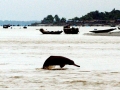 Ganges River Dolphin