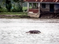 Ganges River Dolphin